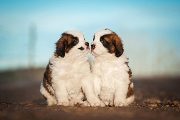 Two saint bernard puppies kissing