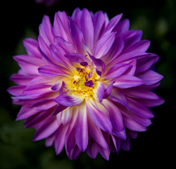 Aster is a genus of flowering plants in the family Asteraceae - obrazy, fototapety, plakaty