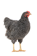 grey hen