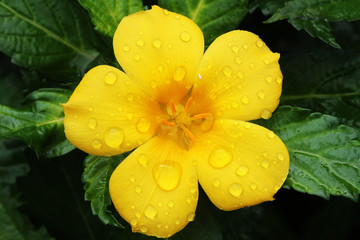 GELBE_BLUETE_110_turnera_ulmifolia