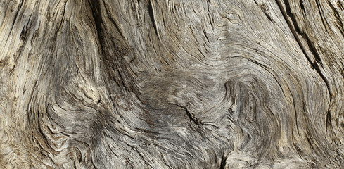 close up of dead tree trunk