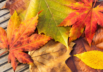 Naklejka na ściany i meble Maple leave in autumn