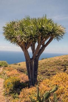 La Palma 2013 - Drachenbaum