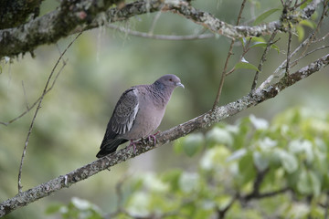 Picazuro pigeon,  Columba picazuro