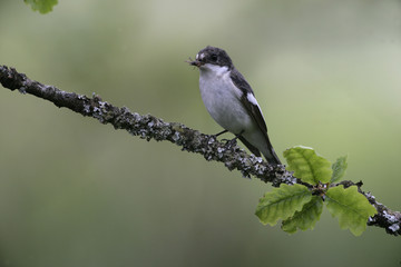 Pied flycatcher, Ficedula hypoleuca