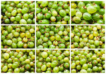 Gooseberries