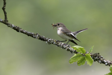 Fototapeta premium Pied flycatcher, Ficedula hypoleuca