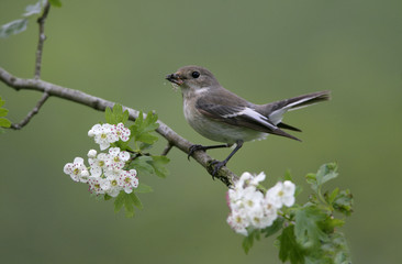 Pied flycatcher, Ficedula hypoleuca