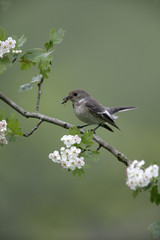 Pied flycatcher, Ficedula hypoleuca