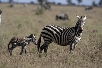 Obraz na płótnie Canvas Plains zebra, Equus quaggai