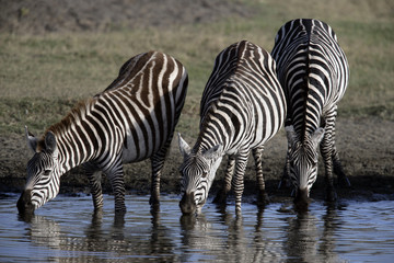 Fototapeta na wymiar Plains zebra, Equus quaggai