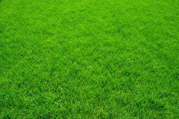 Green grass - 59009851