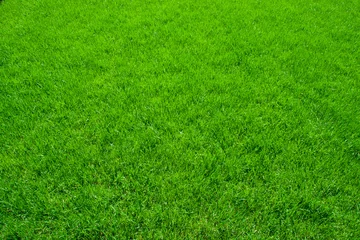 Cercles muraux Printemps L& 39 herbe verte