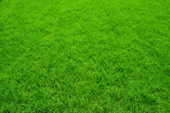 Green grass