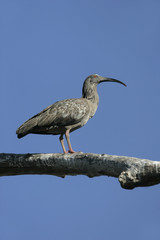 Plumbeous ibis, Theristicus caerulescens