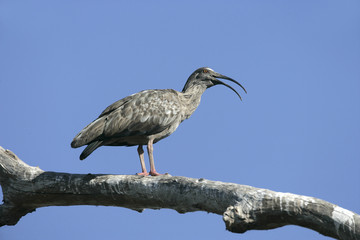 Plumbeous ibis, Theristicus caerulescens