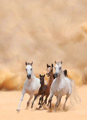 Horses in dust - 59010675