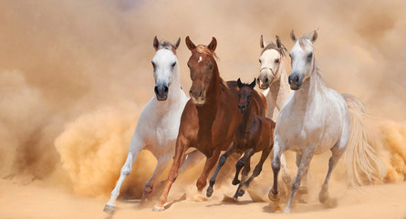 Horses in dust - 59010678