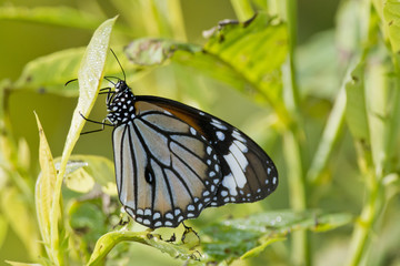 Common Tiger Butterfly