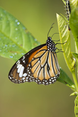 Fototapeta na wymiar Wspólna Tiger Butterfly