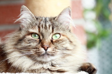 brown tabby tortie mackerel female of siberian cat