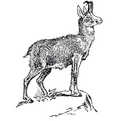 Chamois