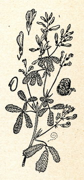 Alfalfa (Medicago sativa)