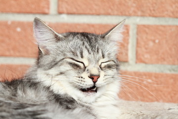 female of siberian breed, adult silver