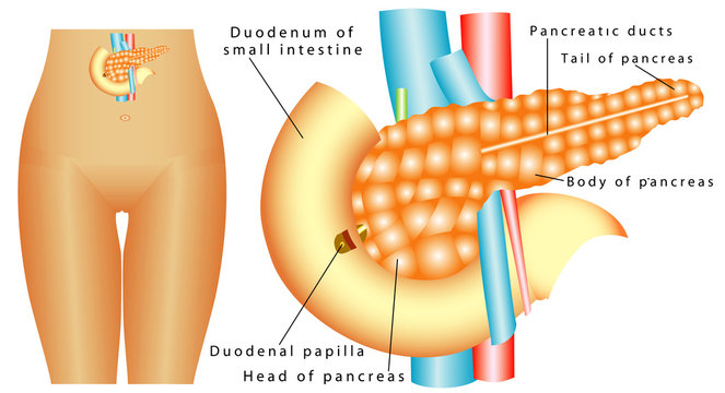 Human Duodenum pancreas