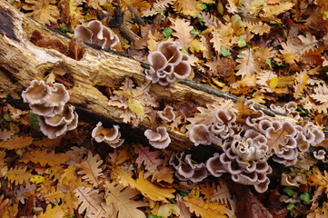 Wild oyster mushrooms
