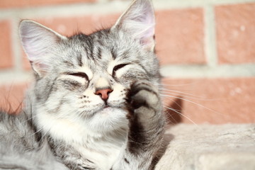 female of siberian breed, adult silver