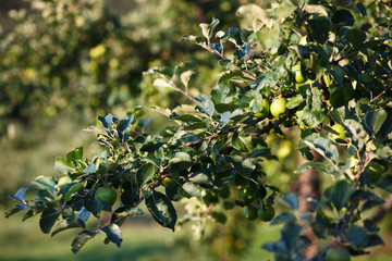 Ripe apples in tree on sunset