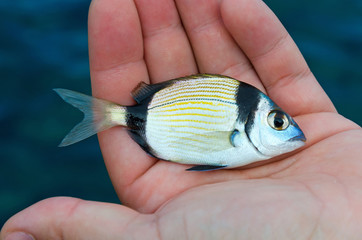 Doublebanded Bream (Diplodus vulgaris) in angler hand