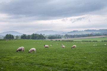 Landscape of Scotland highland with sheep on the fields