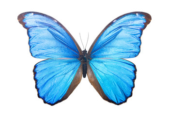 Papillon Morpho Didius