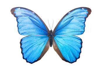 Crédence de cuisine en verre imprimé Papillon Papillon Morpho Didius