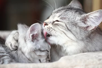 Crédence de cuisine en verre imprimé Chat silver cats, mom and daughter of siberian breed