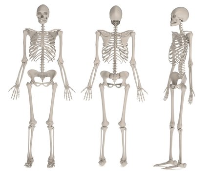 realistic 3d render of female skeleton
