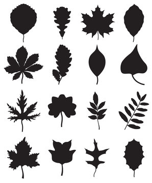 silhouettes of leaves