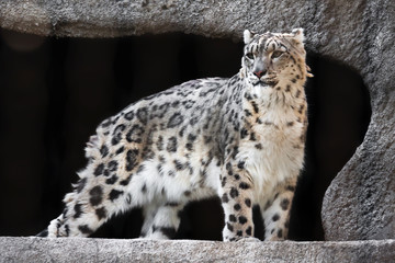 Snow Leopard