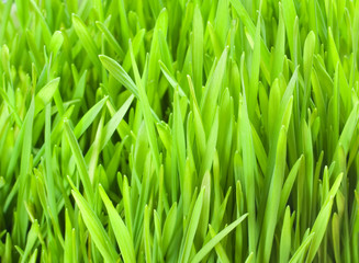 Fototapeta na wymiar Świeże trawy pszenicy