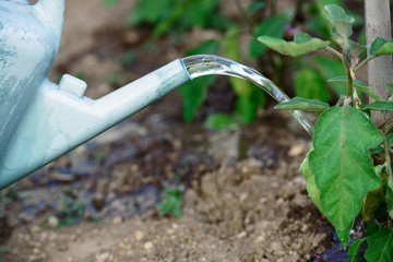 Gardener with watering on the vegetable © GoodPics