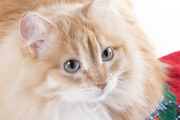 cat on the white background