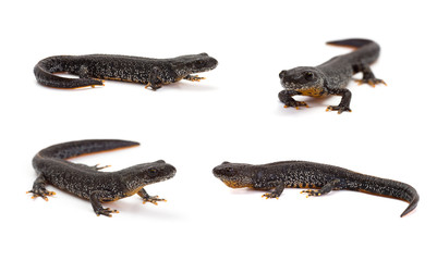 Photo set of great crested newt in isolated on white - obrazy, fototapety, plakaty