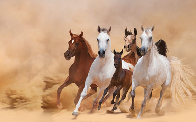 Horses in dust - obrazy, fototapety, plakaty
