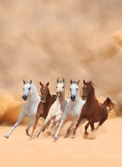 Horses in dust - 59021295