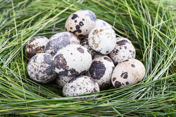 Obraz premium Dappled quail eggs in green-yellow grass nest