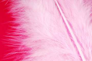 pink feather plumage texture
