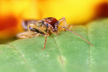 beetles in macro