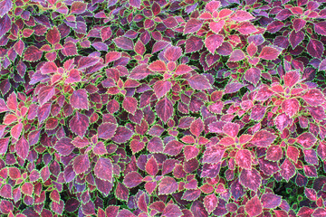 Colorful leaf background